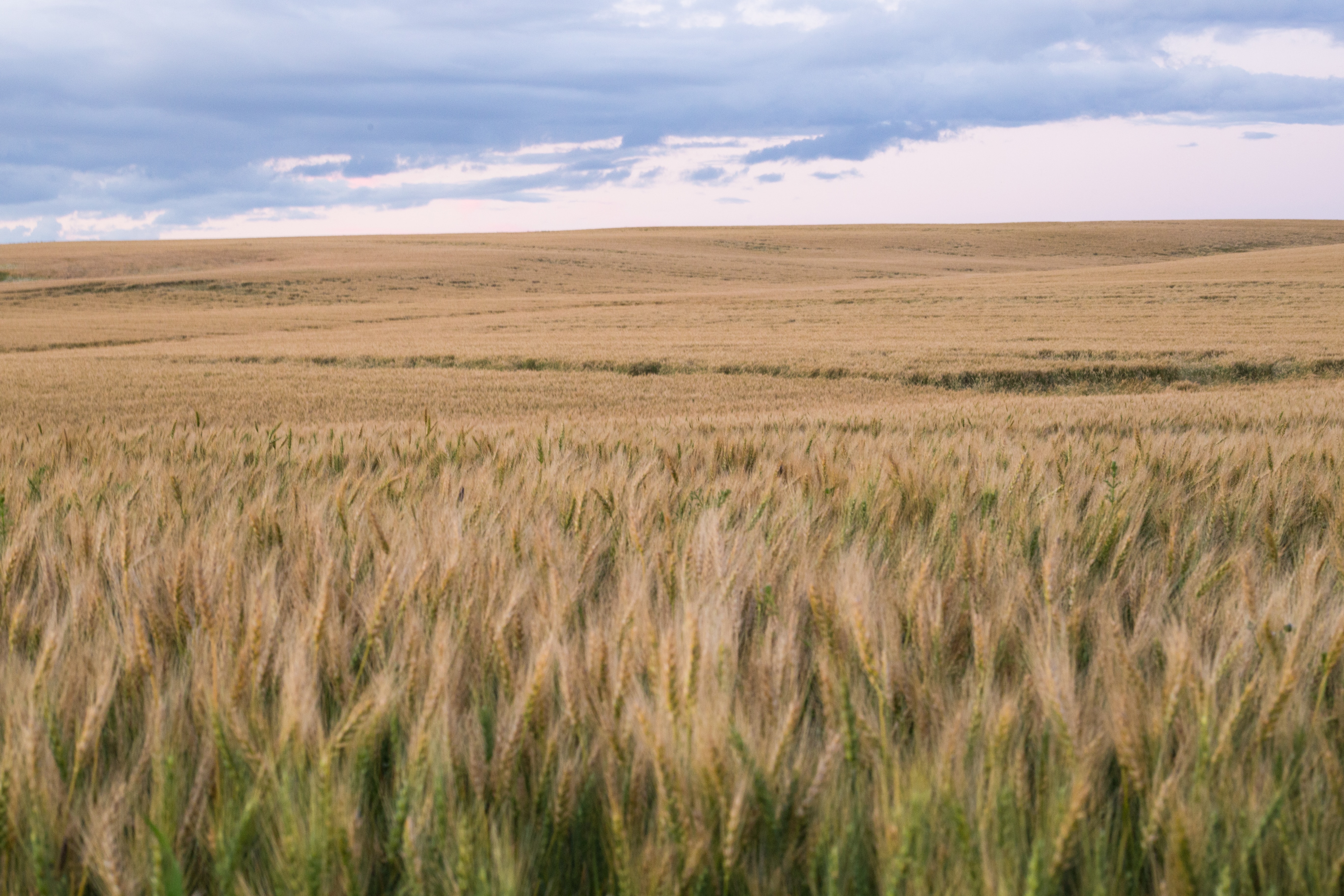 Главное богатство степей. Черноземовидные почвы прерий. Костанайская область Казахстан степи пшеницы. Бельцкая степь. Поле степь.
